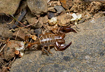 Scorpion (Euscorpius balearicus) Menorca. May.