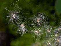 Dandelion (Taraxacum) seed caught in spider's web. Sussex, England, UK.  August.