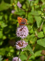 Small copper butterfly (Lycaena phlaeas) on Water mint flower, Sussex, England, UK. August.
