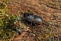 Lesser stag beetle (Dorcus parrallelus) Sussex, England, UK. March.