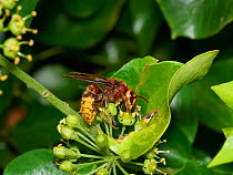 Hornet (Vespa crabro) feeding on ivy flower nectar. Sussex, England, UK. October.