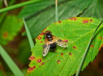 Hoverfly (Volucella pellucens) cleaning back legs. Sussex, England, UK. August.