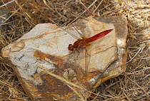Red-veined darter dragonfly (Sympetrum fonscolombii) on rock, Menorca. May.