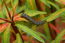 Spurge hawk moth (Hyles euphorbiae) caterpillar, Menorca. May.