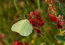 Cleopatra butterfly (Gonepteryx cleopatra) female on Vetch (Vicia) Menorca. May.