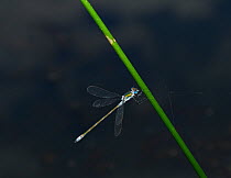 Common emerald damselfly (Lestes sponsa) resting on reed, Sussex, England, UK. August.