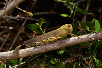 Egyption grasshopper (Anacridium aegyptum) on branch, Menorca. May.