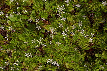 Shepherd's needles (Scandix pecten-veneris) flowers, Cyprus March.