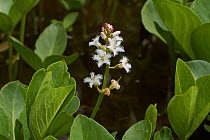 Bogbean (Menyanthes trifoliata) in flower. Sussex, England, UK. May.