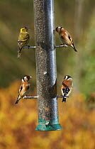 Siskin (Carduelis spinus) and three Goldfinches  (Carduelis carduelis) at birdfeeder. Sussex, England, UK. March.