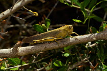Egyption grasshopper (Anacridium aegyptium) on branch, Menorca. May.