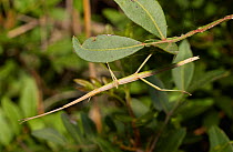 Stick insect (Bacillus rossius) Menorca. May.