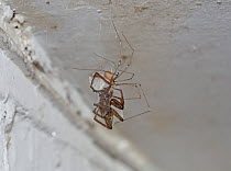 Daddy-long-legs spider (Pholcus phalangioides) with prey, a large housespider, Sussex, England, UK. July.