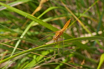 Keeled skimmer dragonfly (Orthetrum coerulescens) female. Menorca. May.