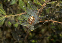 Oak orb weaver (Aculipeira ceropegia) in web retreat, Menorca. May.