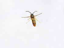Social wasp (Vespa) in flight, against white background. England, UK. October.