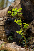 Wood spurge (Euphorbia amygdaloides) growing in woodland, Sussex, England, UK. April.