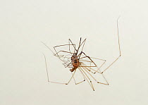 Daddy-long-legs-spider (Pholcus phalangioides) feeding on harvestman. Sussex, England, UK. July.