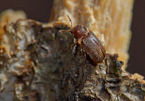Woodworm / Furniture beetle (Anobium punctatum) feeding on wood, England, UK. February.