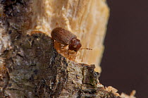Woodworm / Furniture beetle (Anobium punctatum) feeding on wood, England, UK