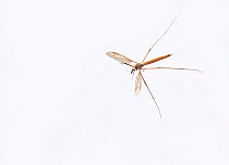 Cranefly or daddy-long-legs (Tipula) female in flight against white background, Sussex, England, UK. September.