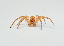 Running crab spider (Philodromus dispar) immature male. Sussex, England, UK. October.