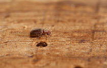Woodworm or furniture beetle (Anobium punctatum) on wood with hole. England, UK. February.