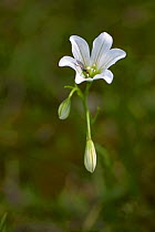 Star of Bethlehem (Ornithogalum umbellatum) in flower, Cyprus. March.