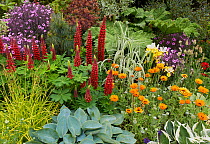 Herbaceous border with Lupins (Lupinus) and Hostas (Hosta) Great Dixter House, Kent, England, UK. May.