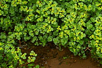 Opposite-leaved golden saxifrage (Chrysosplenium oppositifolium) Sussex, England, UK. April.