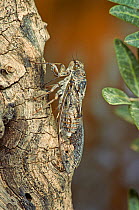 European cicada (Cicada orni) feeding on an olive tree,  France. April.
