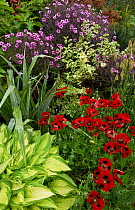 Herbaceous flowers in garden, with Hostas (Hosta) and Poppies (Papaver) at Great Dixter, Kent, England, UK. May.