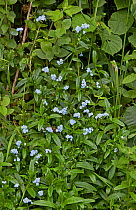 Foreget-me-not (Myosotis arvensis) flowers, Sussex, England, UK. June.
