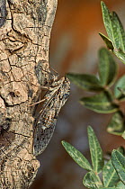 European cicada (Cicada sp) on olive tree, France. April.