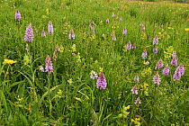 Meadow with Common spotted orchids (Dactyloriza fuchsii) and Yellow Rattle (Rhinanthus minor) Sussex, England, UK. May.