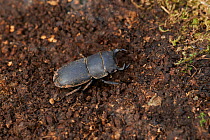 Lesser stag beetle (Dorcus parallelipipedus) Sussex, England, UK. April.