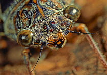 European cicada (Cicada sp) close up, France, August.