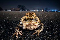 Common toads (Bufo bufo) in amplexus, Bristol, UK, March.