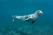 Mediterranean monk seal (Monachus monachus) adult male swimming, Deserta Grande, Ilhas Desertas, Parque Natural da Madeira, Portugal, Atlantic Ocean, June. Critically endangered species