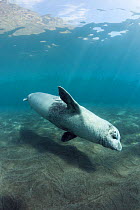 Mediterranean monk seal (Monachus monachus) adult male swimming, Deserta Grande, Ilhas Desertas, Parque Natural da Madeira, Portugal, Atlantic Ocean, June. Critically endangered species