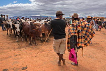 Men at Zebu cattle  market, Ambalavao, Madagascar. November 2014.