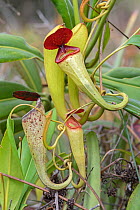 Pitcher plant (Nepenthes Madagascar.iensis),  Manakara, Madagascar.