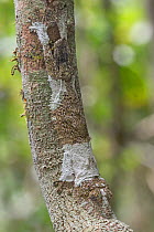 Mossy leaf-tailed gecko (Uroplatus sikorae) camouflaged on branch, Andasibe-Mantadia National Park, Madagascar.