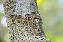 Mossy leaf-tailed gecko (Uroplatus sikorae) camouflaged on branch, Andasibe-Mantadia National Park, Madagascar.