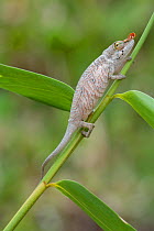Lance-nosed chameleon (Calumna gallus) female, Vohimana Reserve, Madagascar.