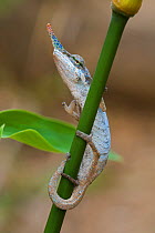 Lance-nosed chameleon (Calumna gallus)  male, Vohimana Reserve, Madagascar.