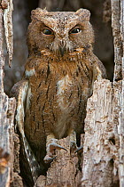 Madagascar scops owl (Otus rutilus) in tree cavity, Kirindy Forest, Madagascar.