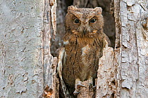 Madagascar scops owl (Otus rutilus) in tree cavity, Kirindy Forest, Madagascar.