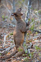 Fosa (Cryptoprocta ferox) male marking territory onto a mating tree, Kirindy Forest, Madagascar.