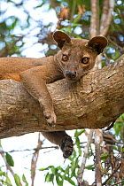 Fosa (Cryptoprocta ferox) male resting on tree, Kirindy Forest, Madagascar.
